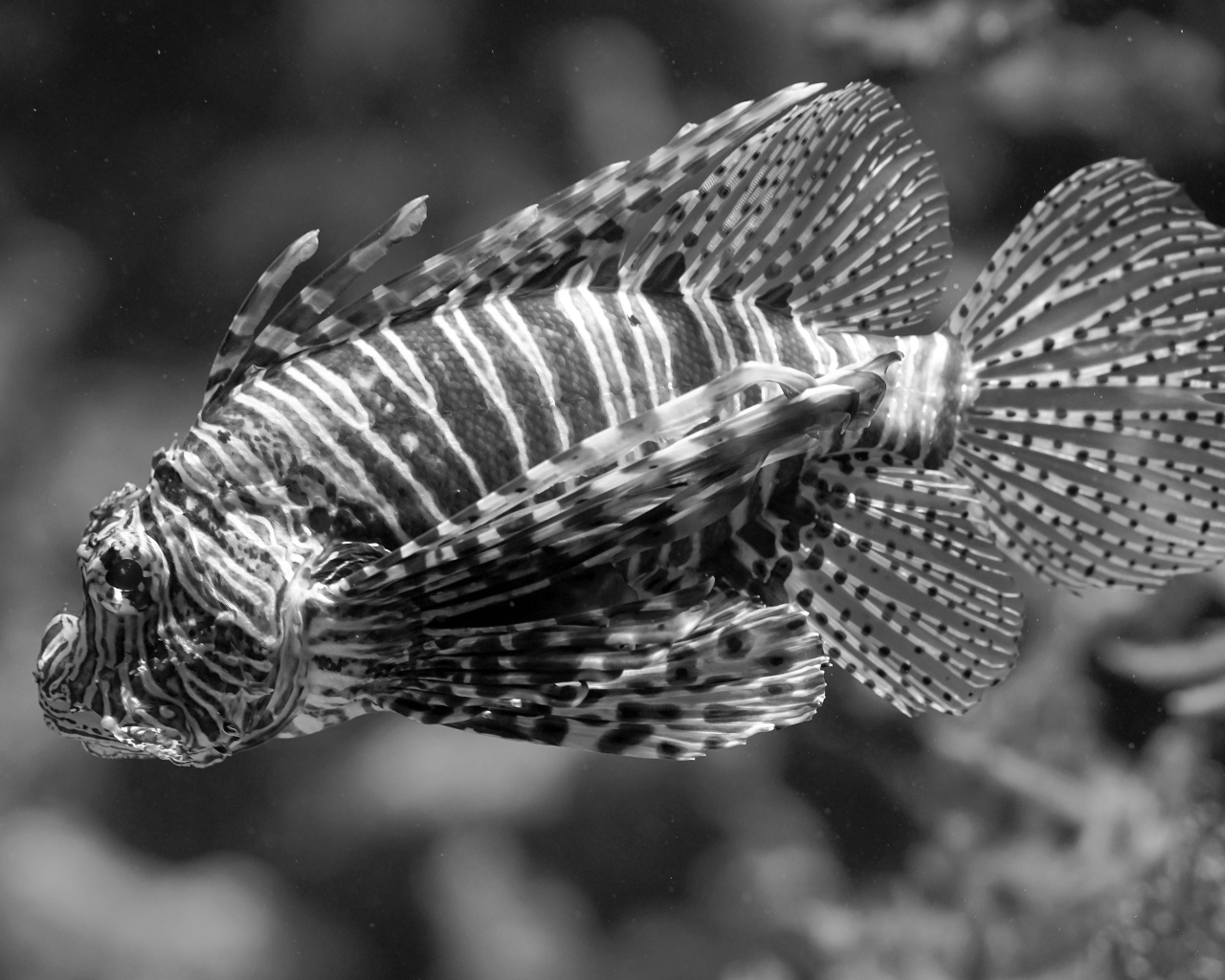 Красивая полосатая рыба  в аквариуме