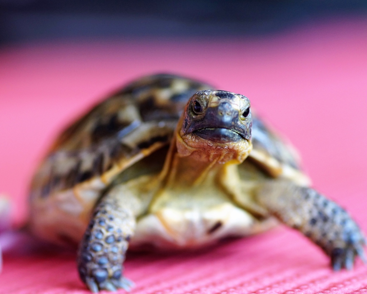 Большая черепаха на розовом фоне