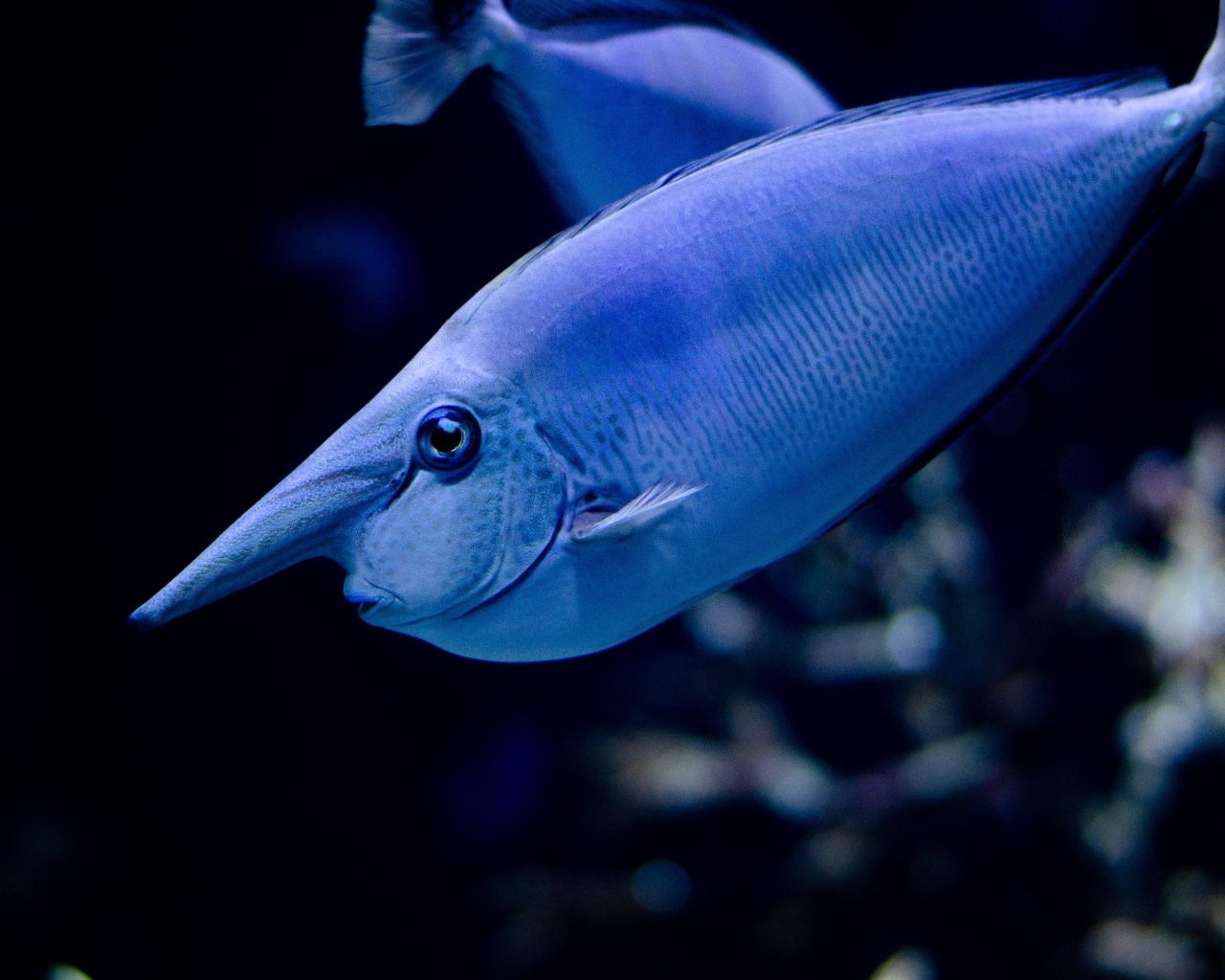 Большая синяя морская рыба