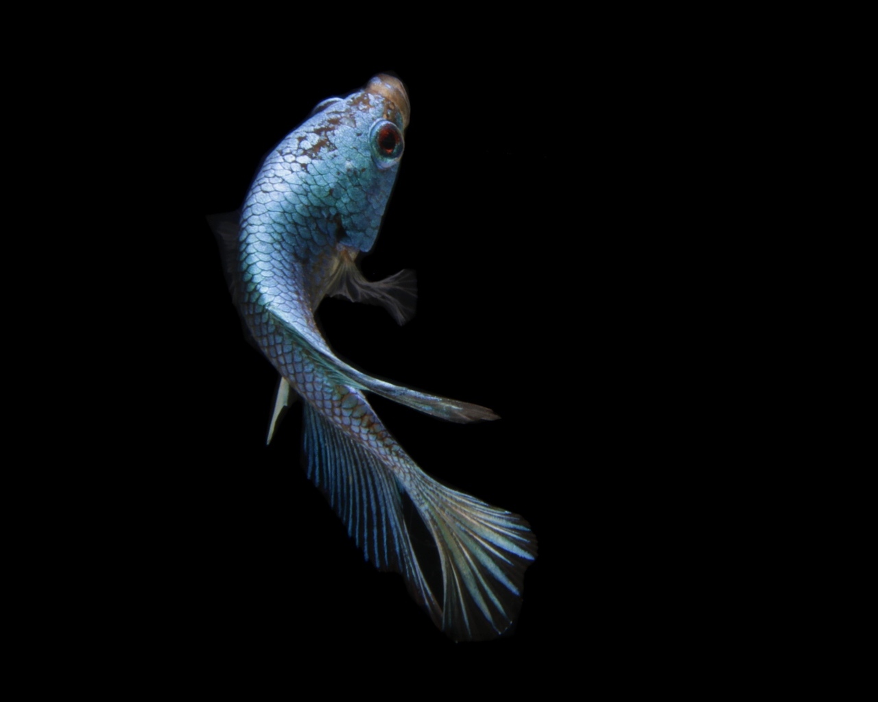 Голубая рыбка на черном фоне