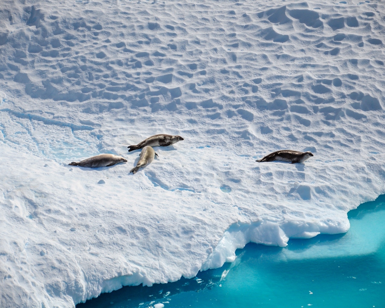 Морские котики на покрытом снегом берегу Антарктики