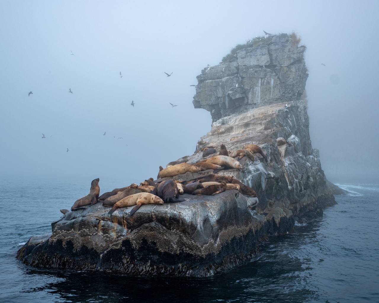 Морские котики отдыхают на камне в море