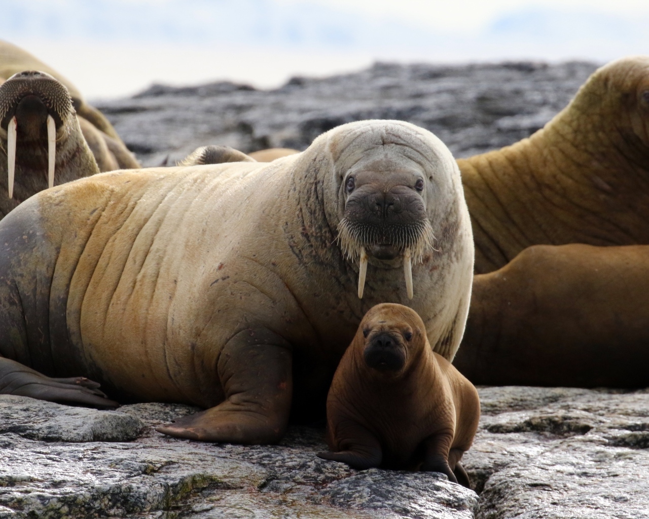 Большие и маленькие моржи отдыхают на камнях