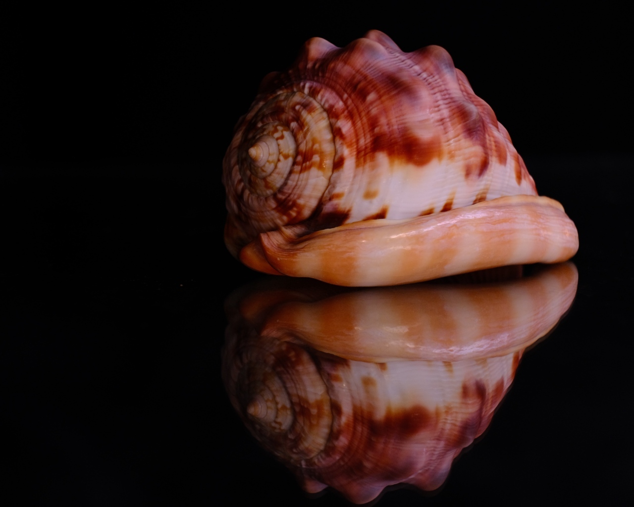 Большая ракушка на черном фоне
