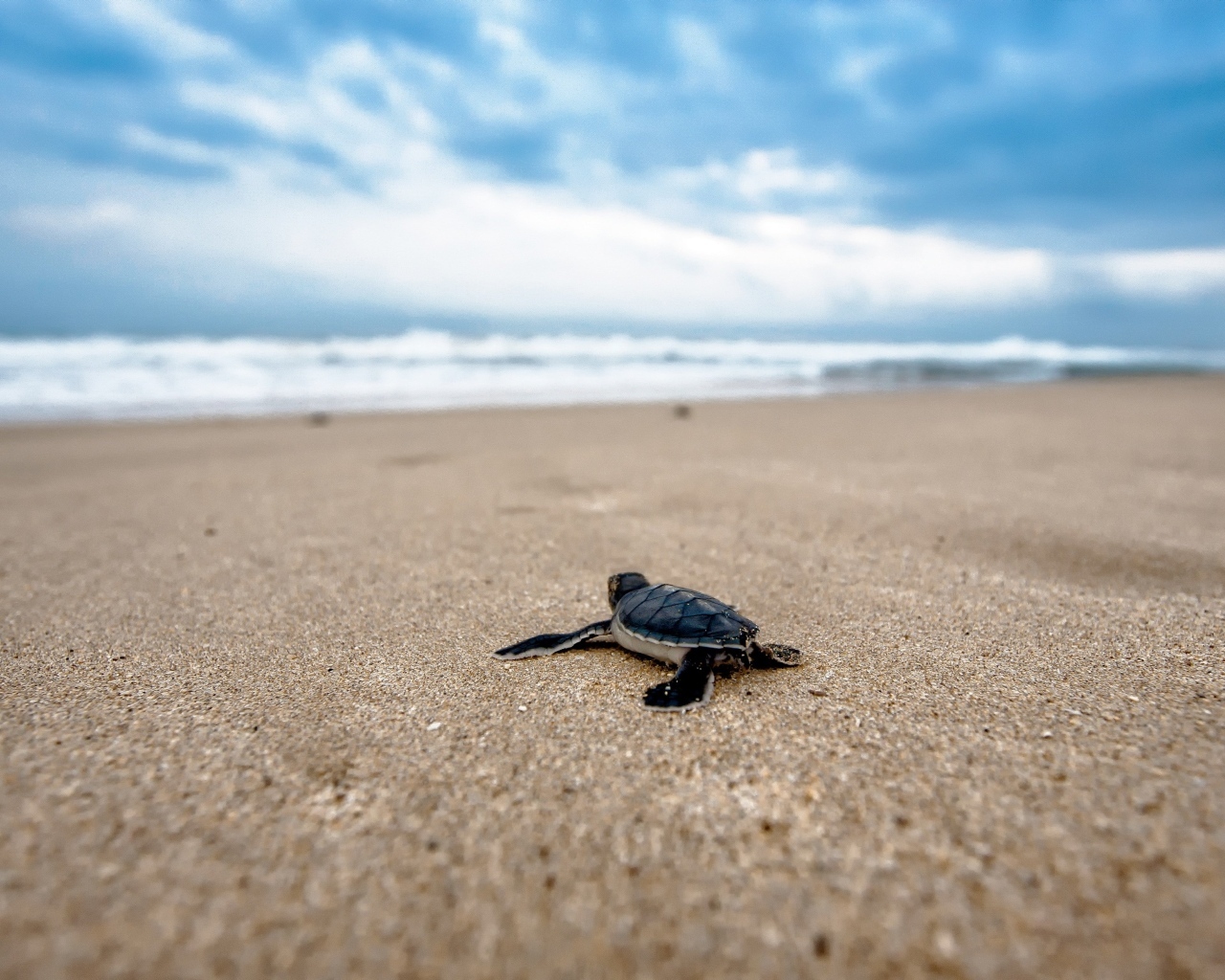 Маленький черепашонок на песке у моря 