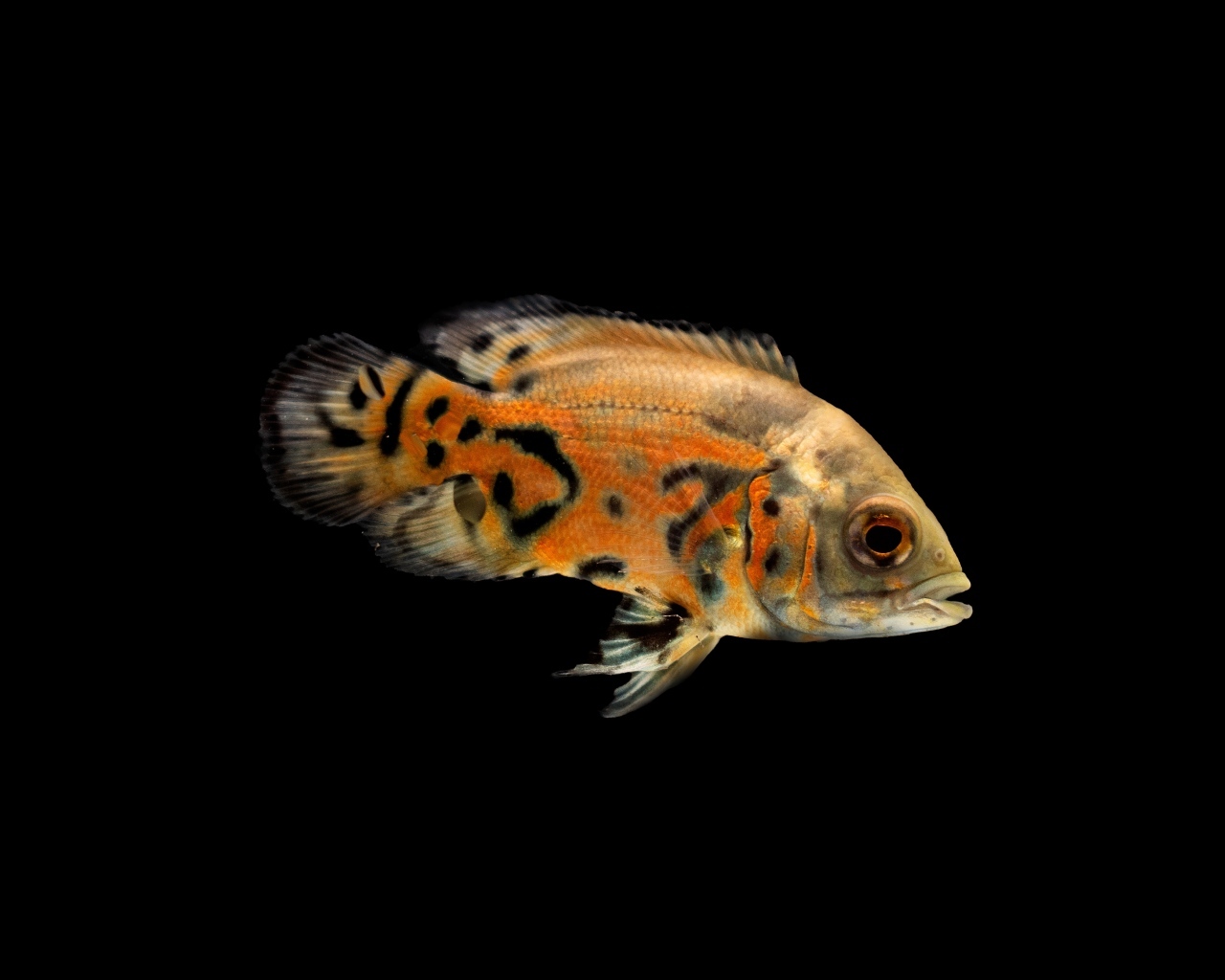 Оранжевая рыбка на черном фоне