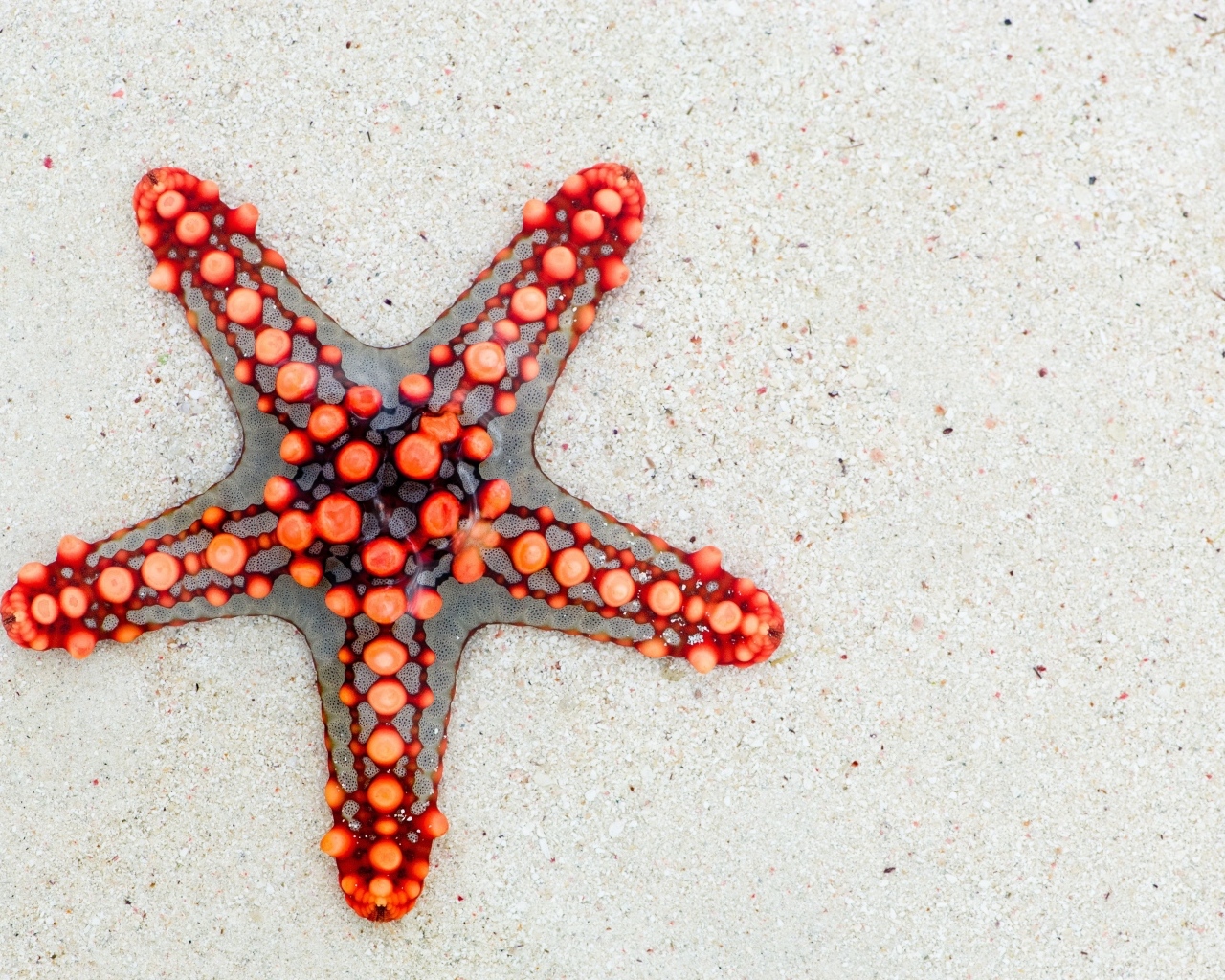 Красная морская звезда на песке 