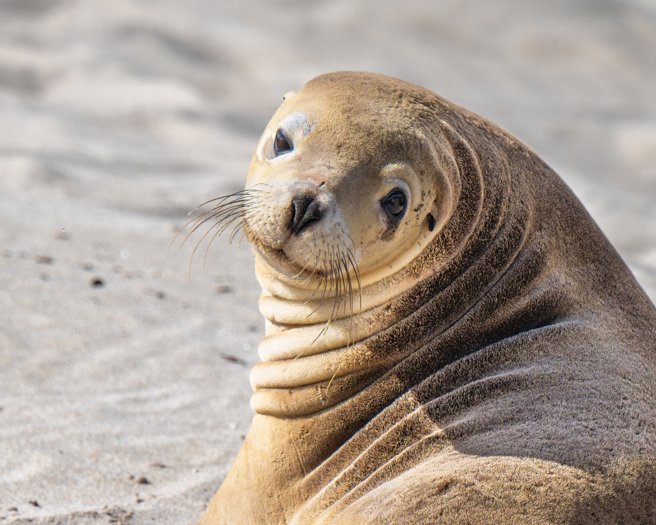 Морской лев лежит на песке
