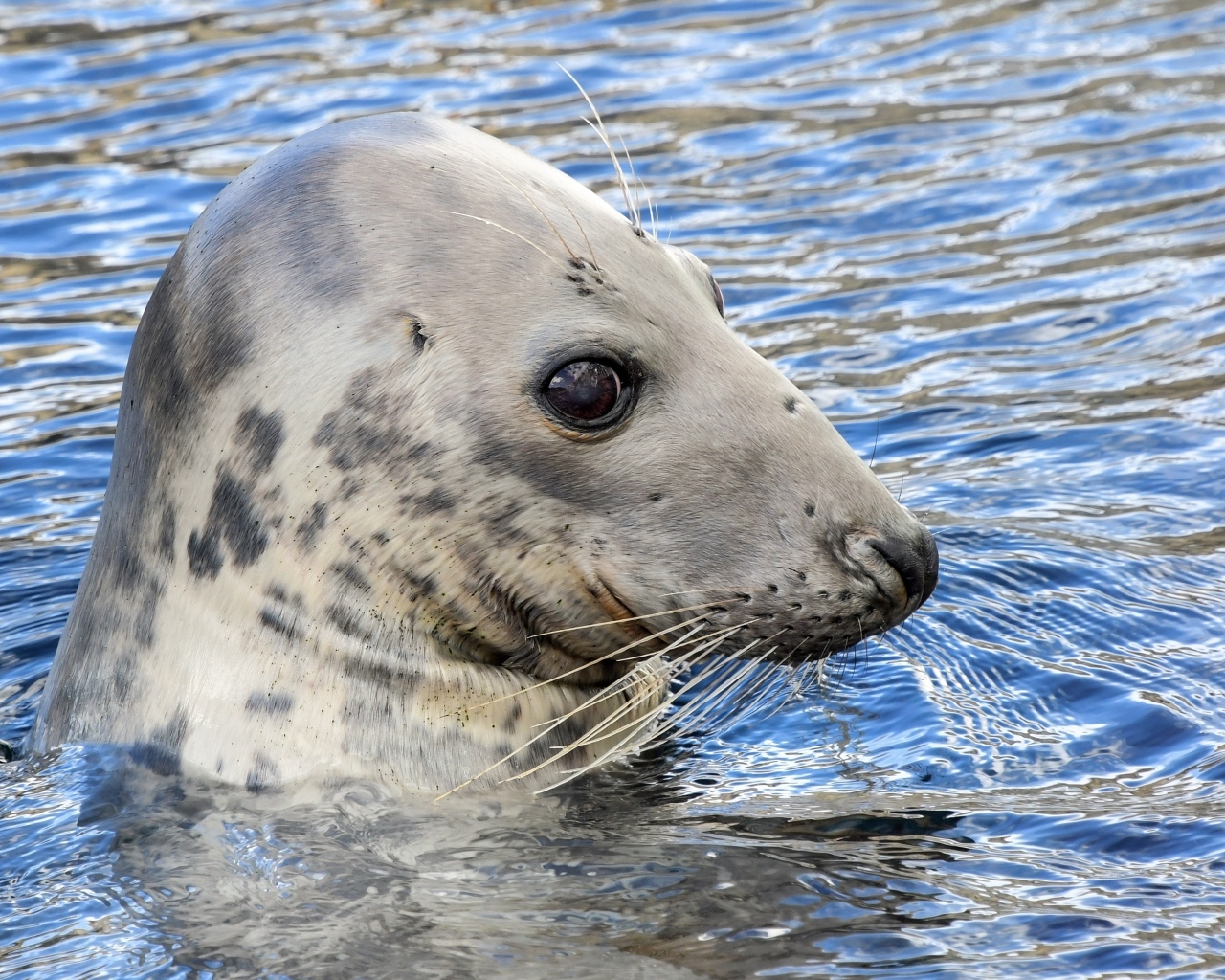 Тюлень сидит в воде