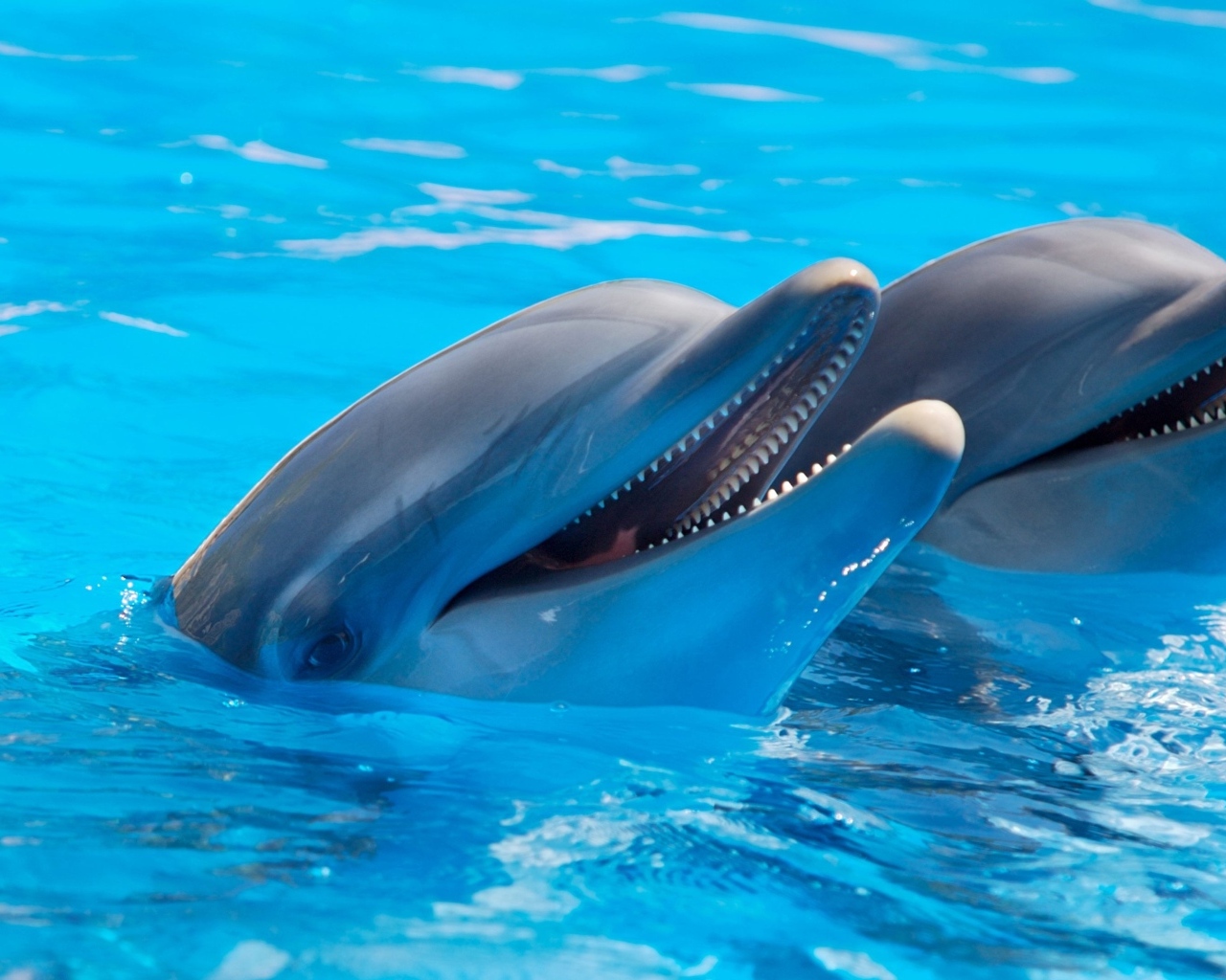Два дельфина плавают в бассейне