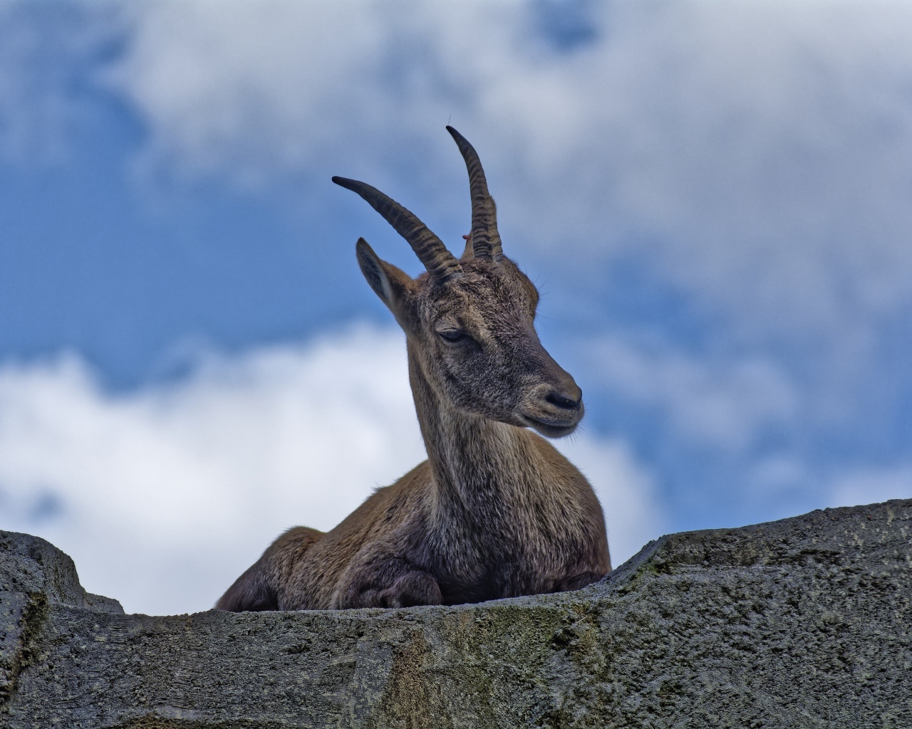 Газель с острыми рогами отдыхает на камне