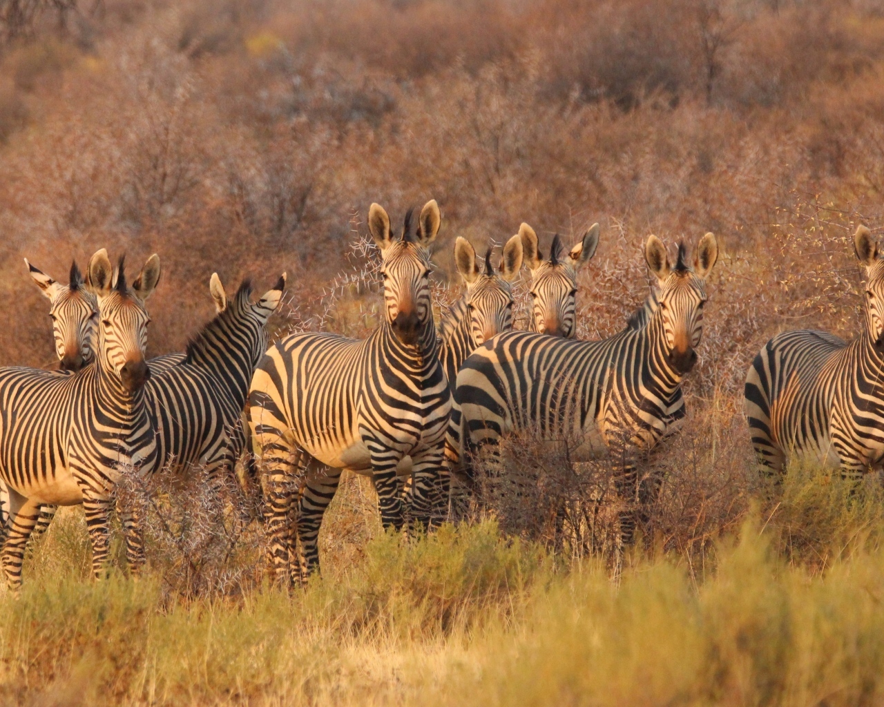 Стадо полосатых зебр стоит на траве в саванне