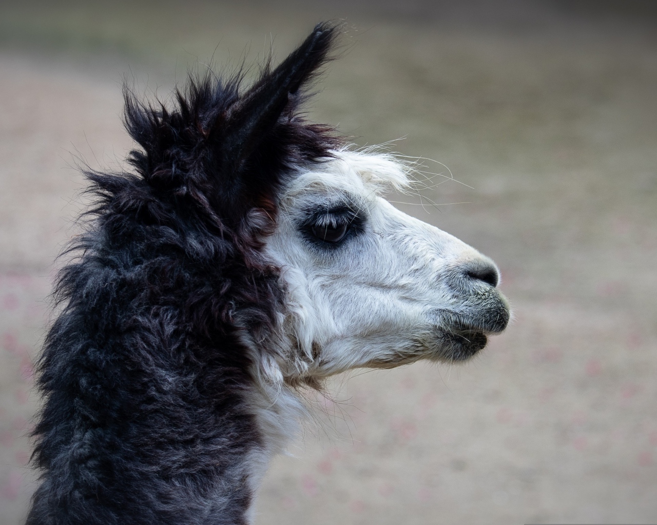 Голова альпаки боком