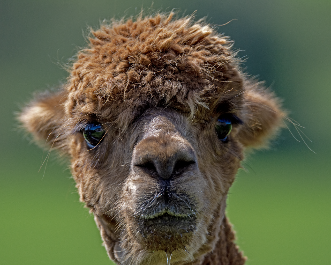 Морда альпаки крупным планом