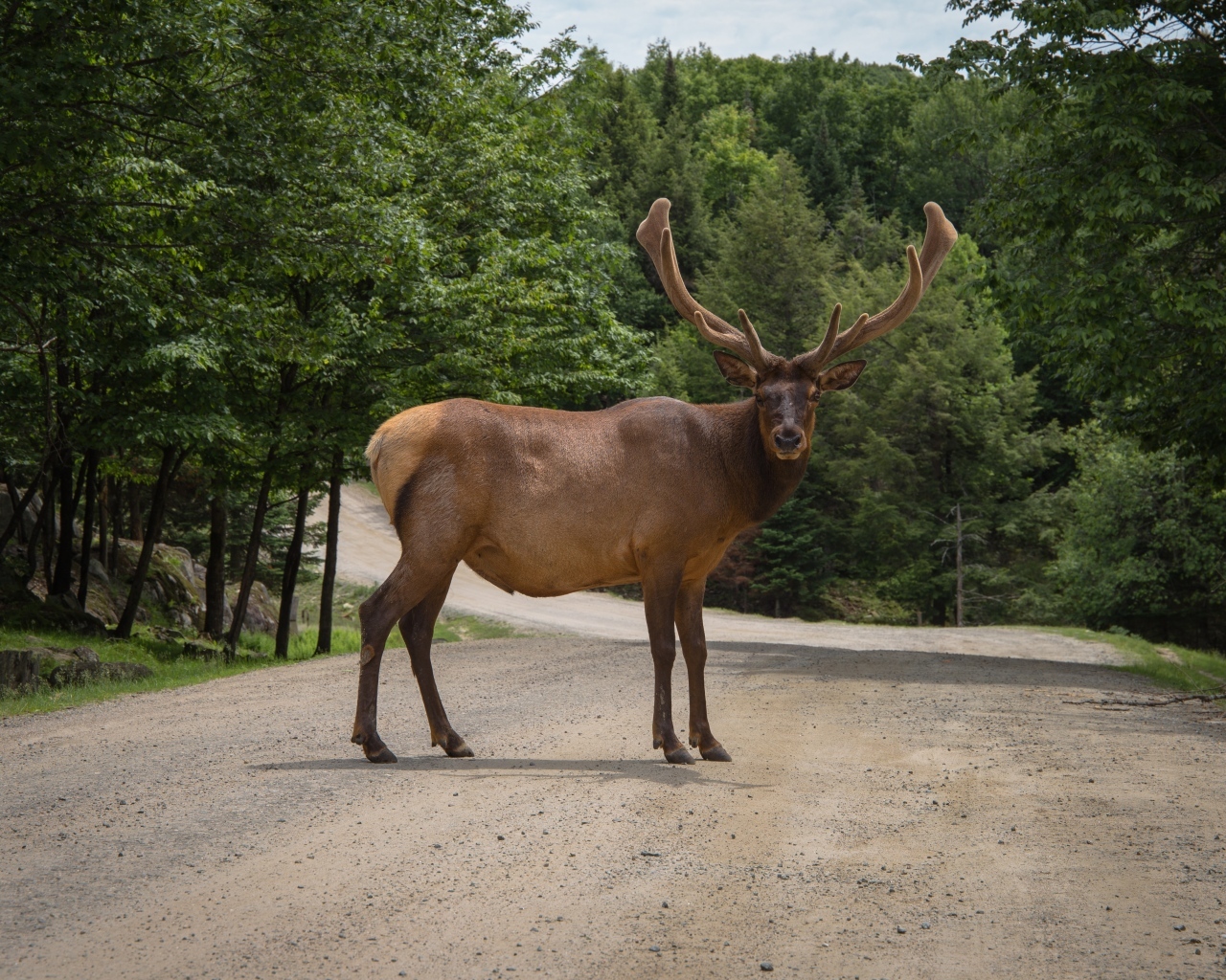Большой рогатый олень на дороге