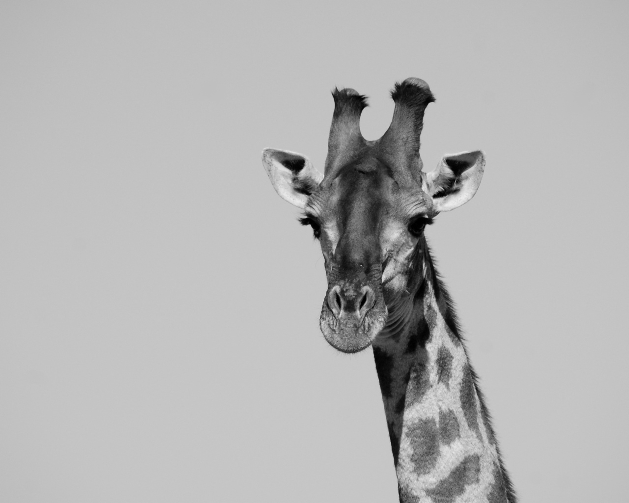 Большой жираф на сером фоне 