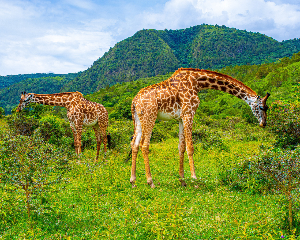 Большие жирафы гуляют в саванне
