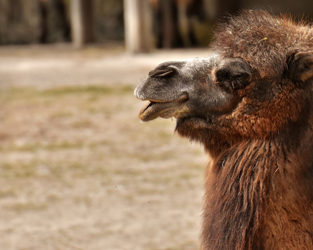 Большой лохматый верблюд в зоопарке
