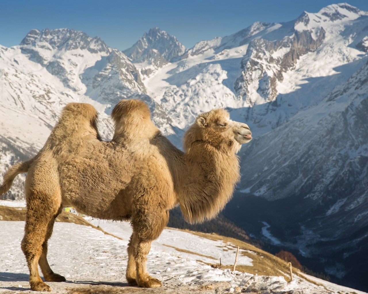 Верблюд в лучах солнца в заснеженных горах