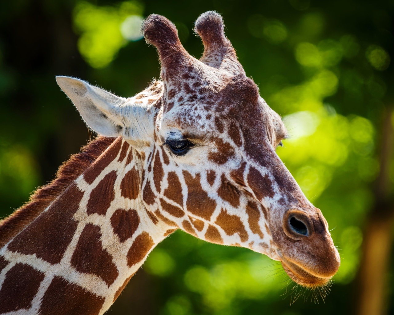 Морда пятнистого жирафа крупным планом