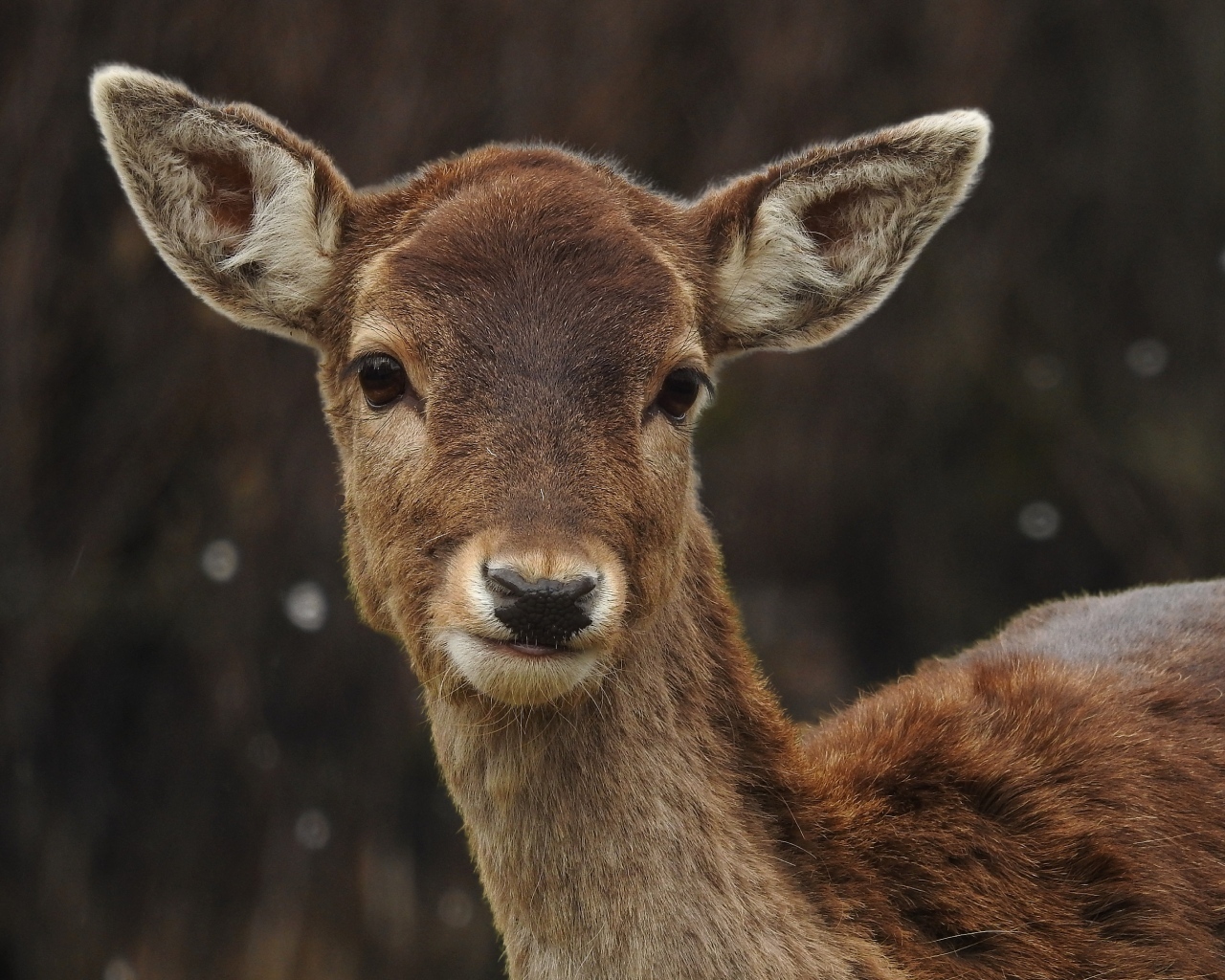 Милый олененок крупным планом