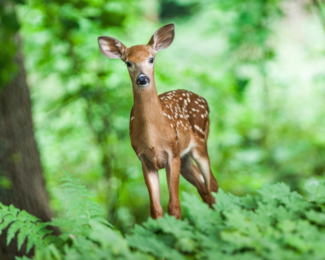 Милый пятнистый олененок в лесу