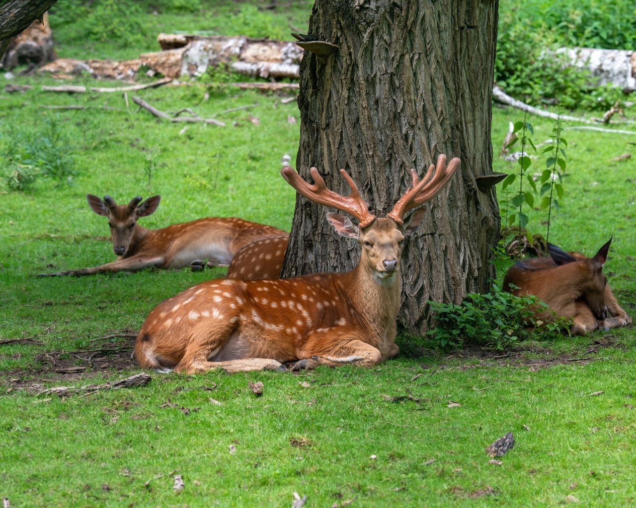 Олени отдыхают под деревом в лесу
