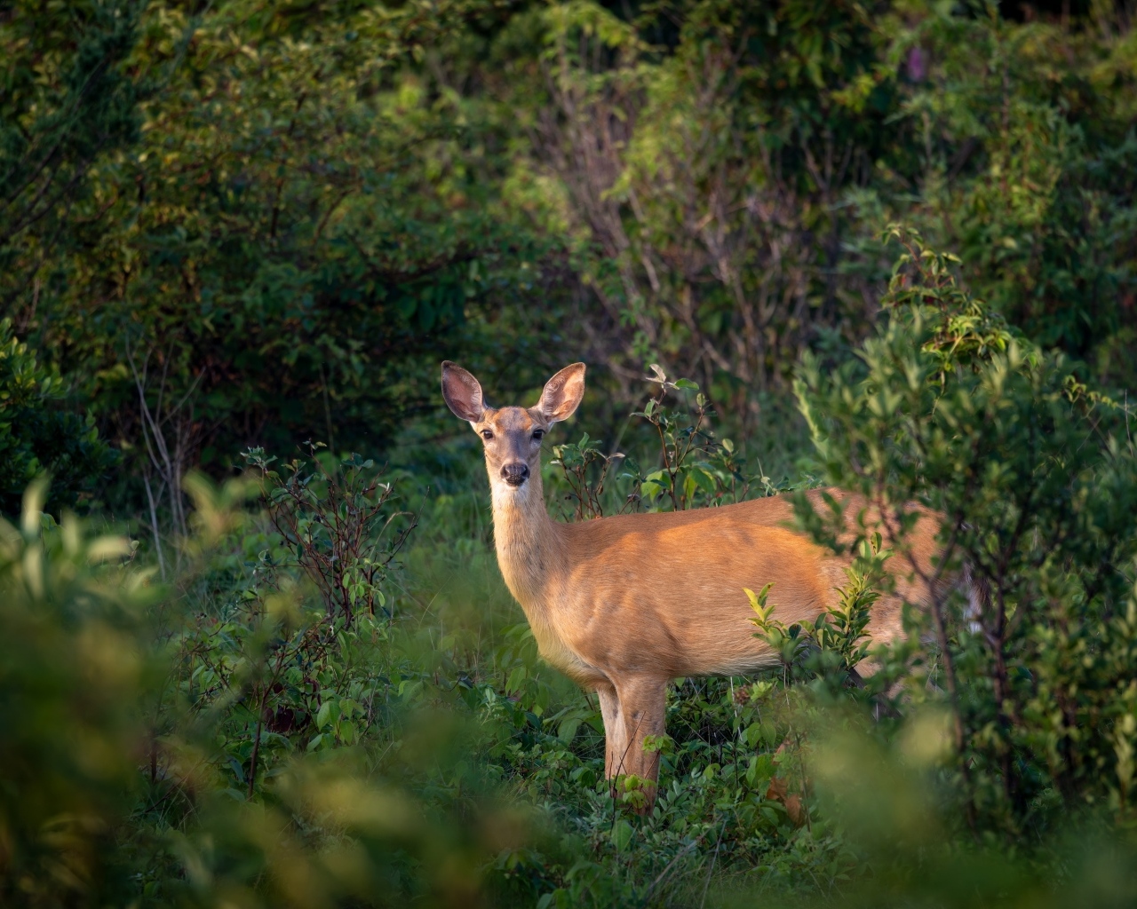 Олень стоит в зарослях в лесу