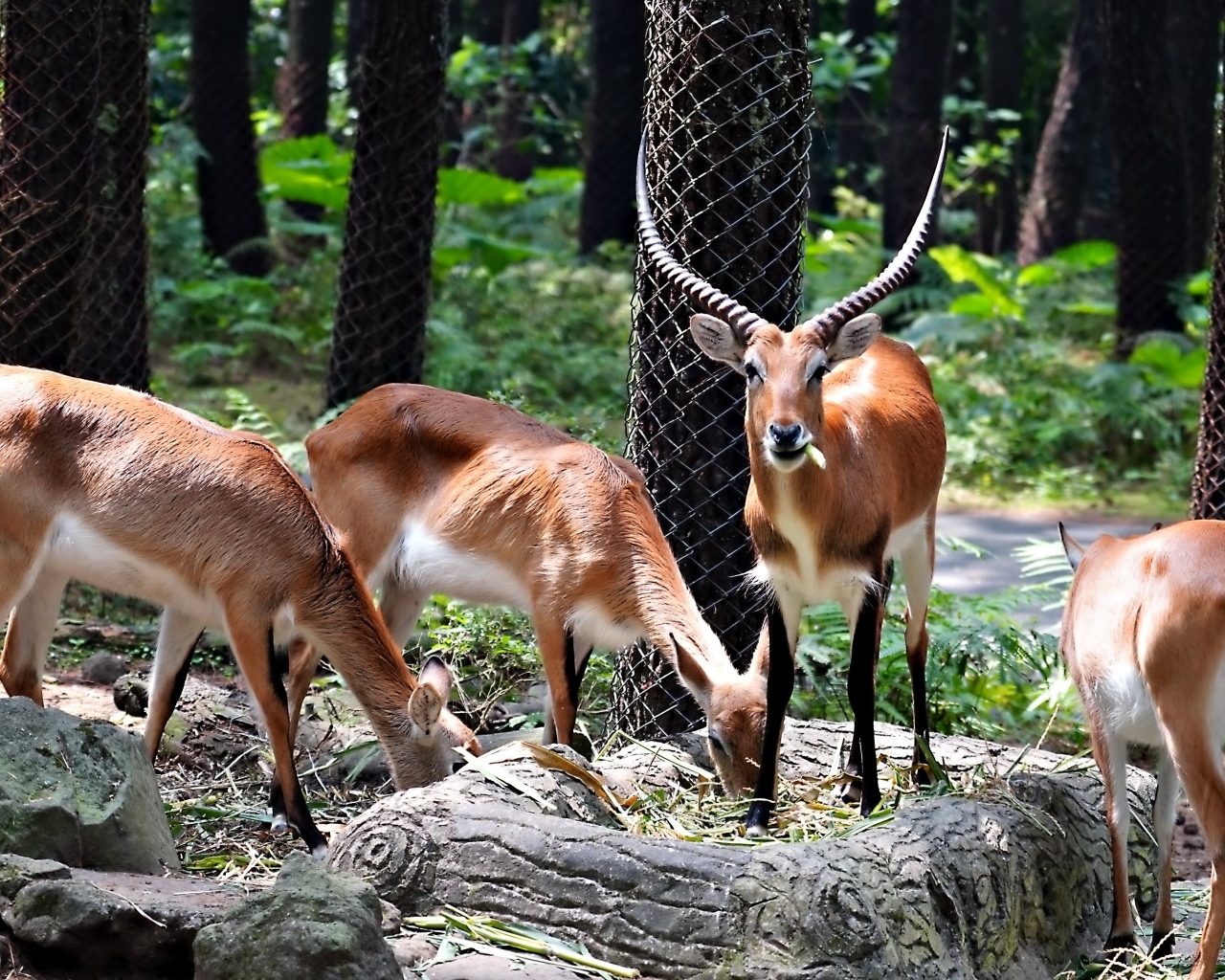 Газели в зоопарке