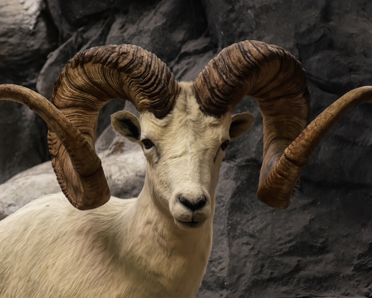 Большие закрученные рога горного козла