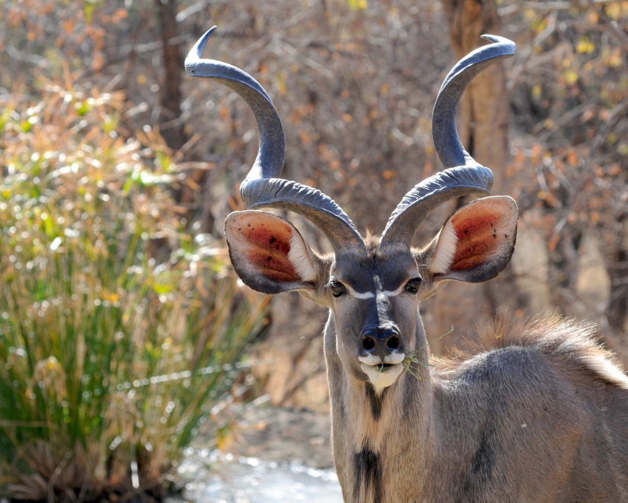 Большие рога у антилопы куду