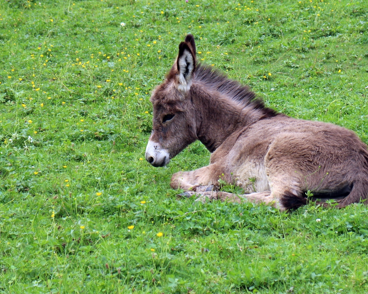 Маленький ослик лежит на зеленой траве