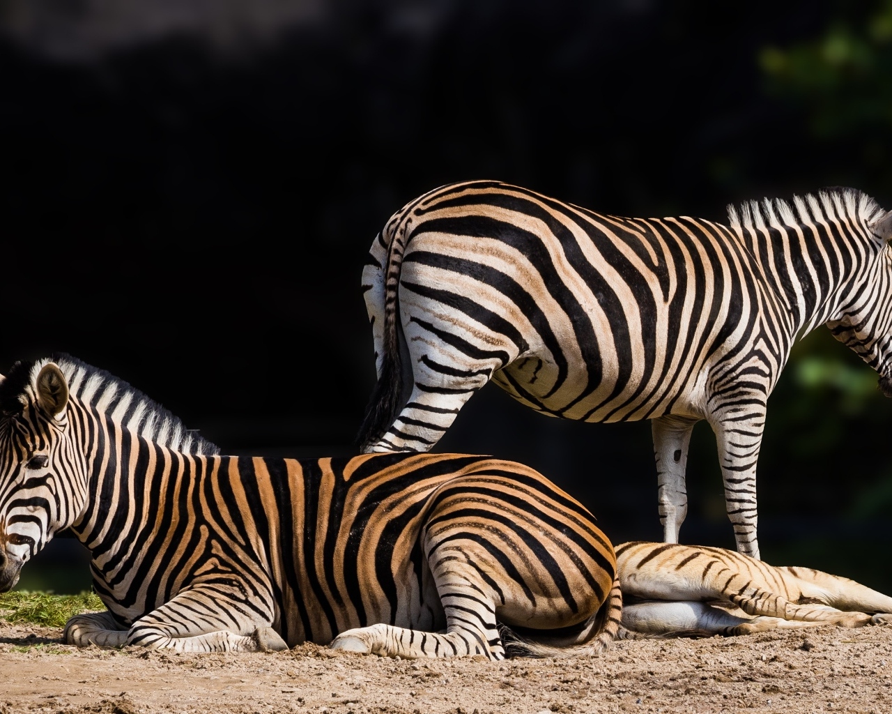 Полосатые зебры лежат на земле