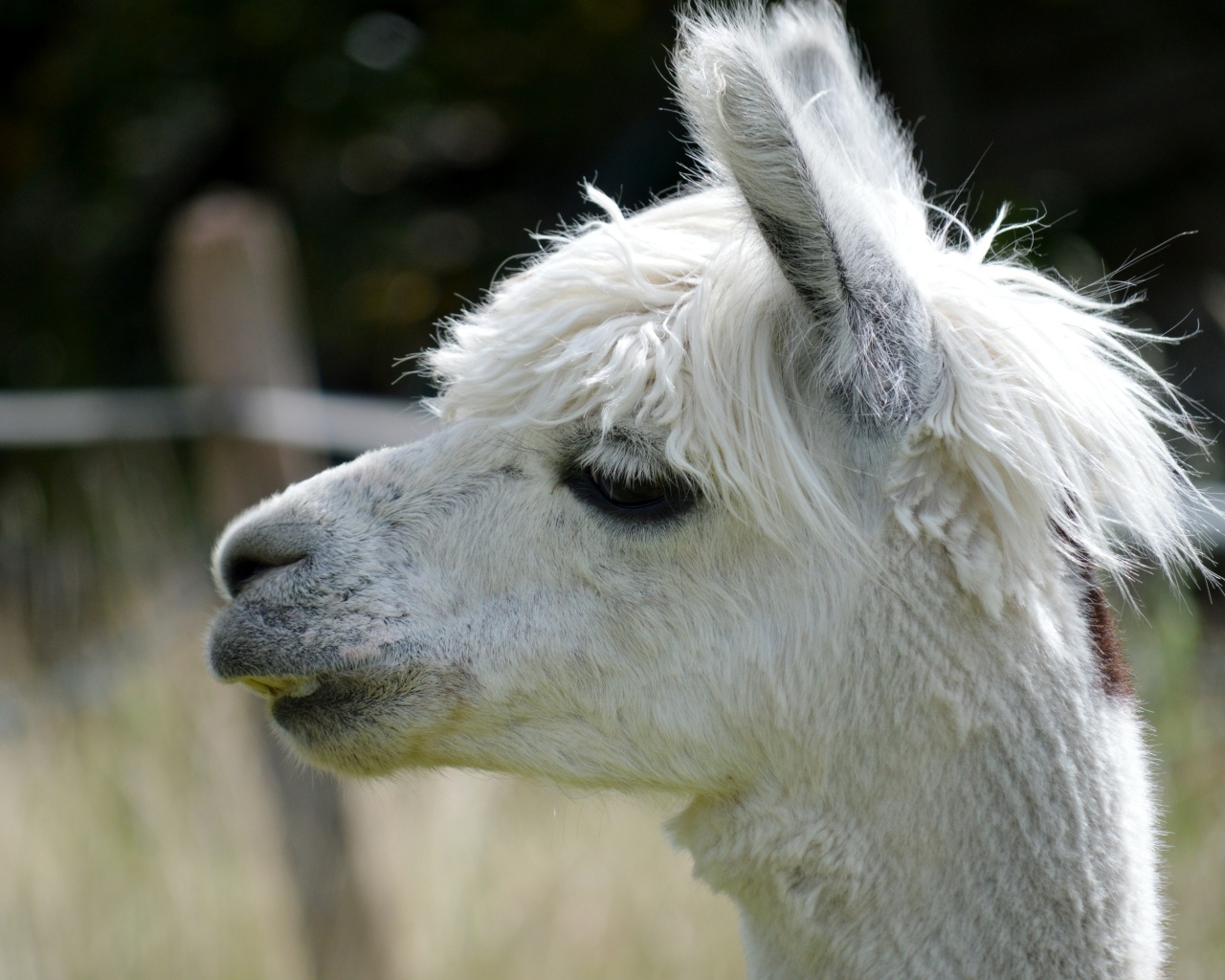 Голова белой ламы крупным планом