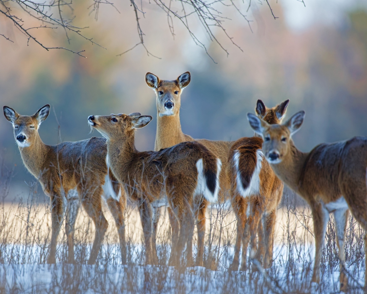 Стадо оленей зимой