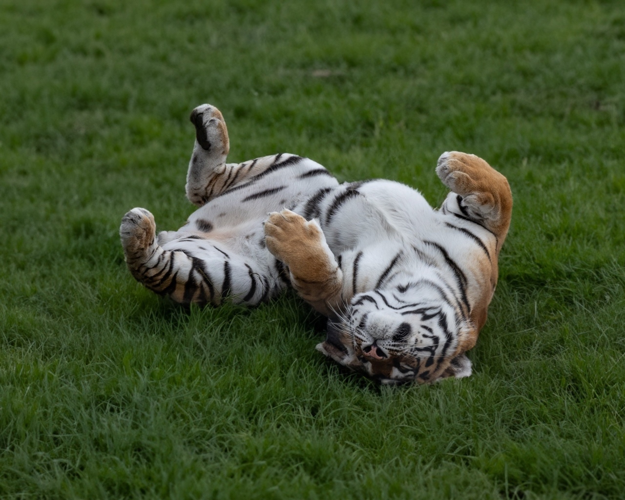 Большой полосатый тигр спит на зеленой траве