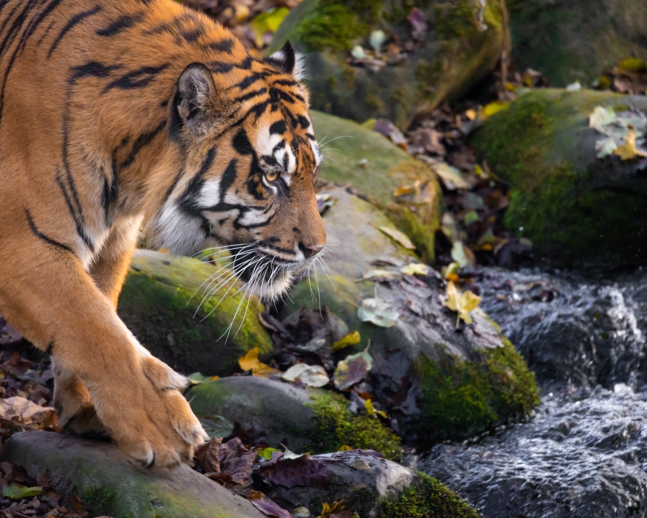 Большой полосатый тигр идет к воде