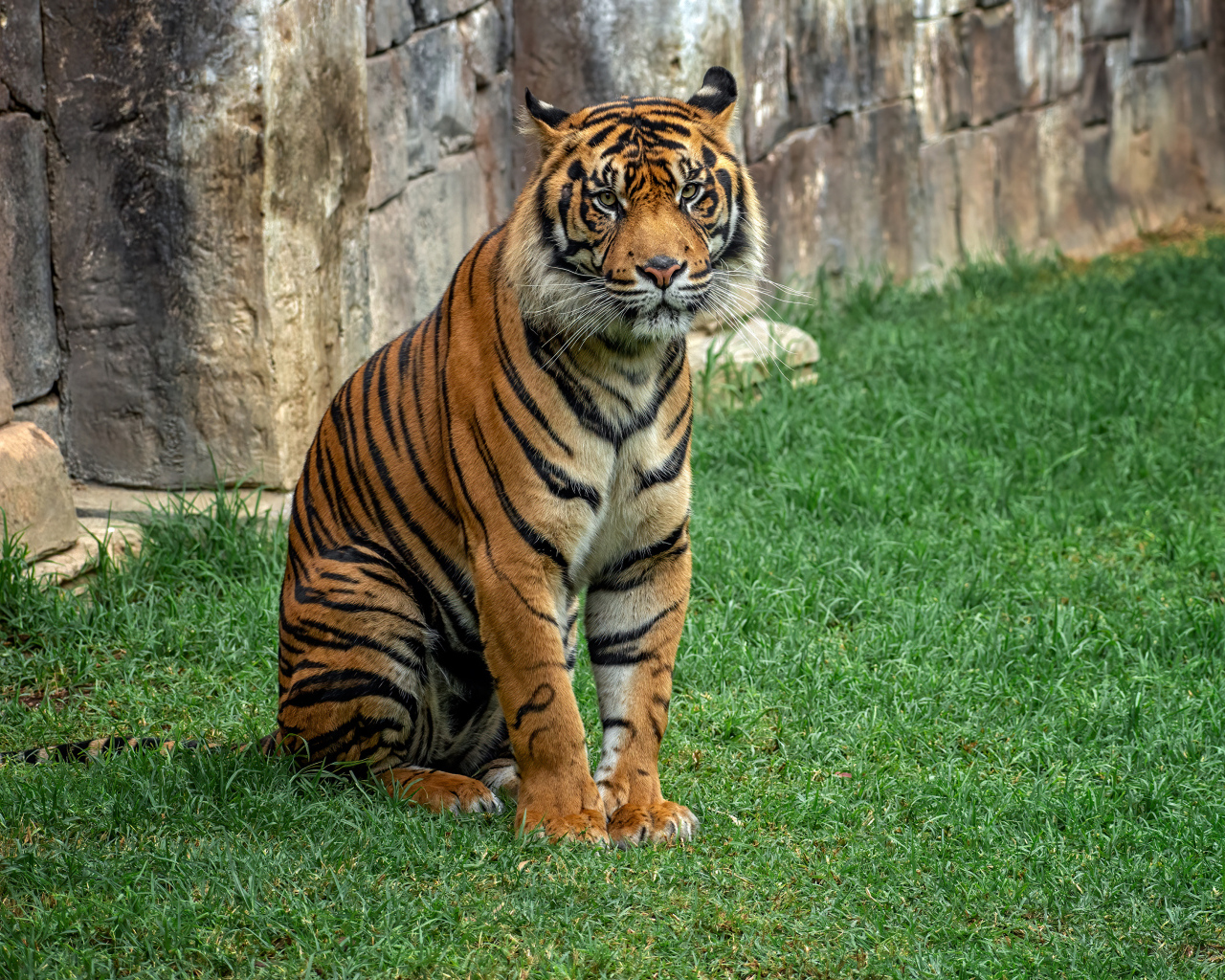Большой полосатый тигр сидит на траве в зоопарке