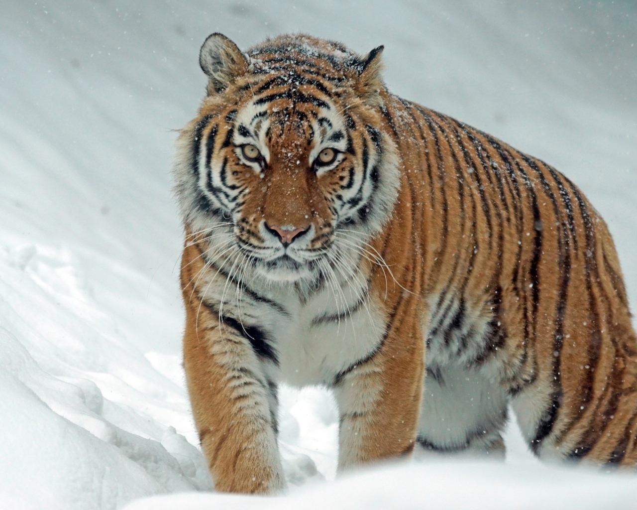 Большой полосатый тигр идет по снегу