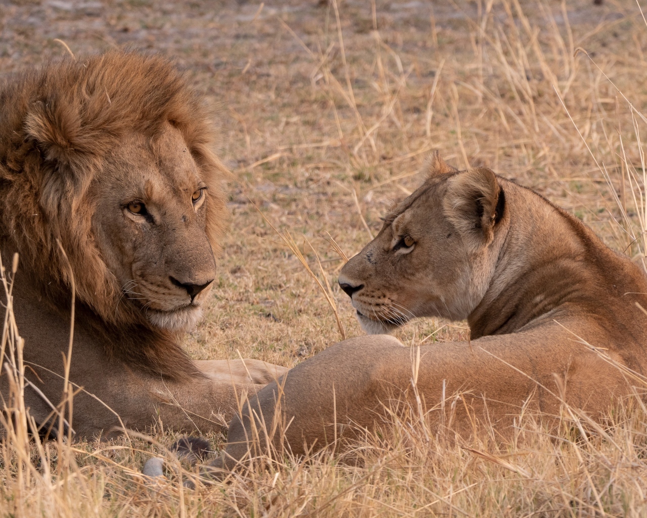 Грациозные лев и львица лежат на сухой траве