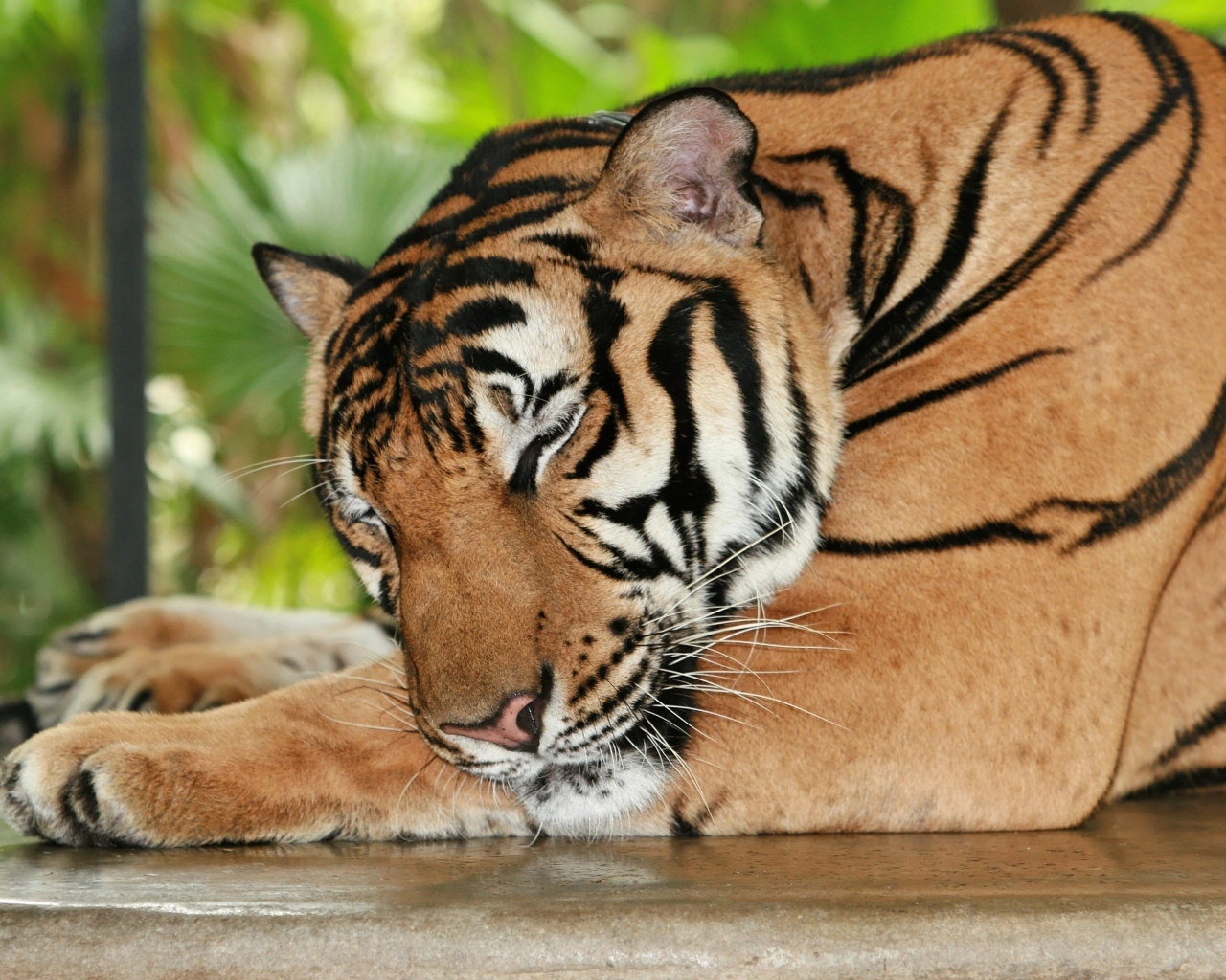 Большой полосатый спящий тигр