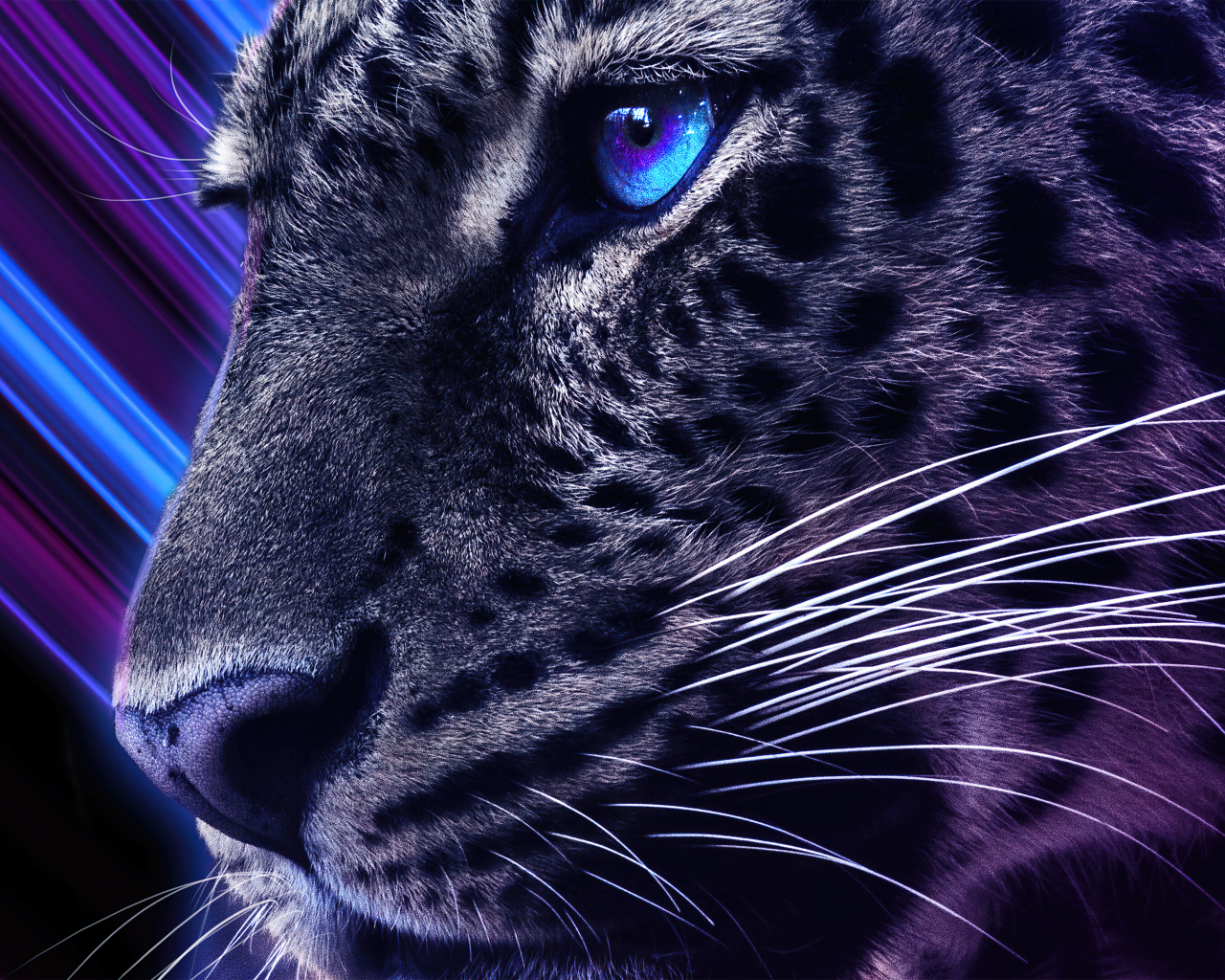 Голова леопарда с голубыми глазами