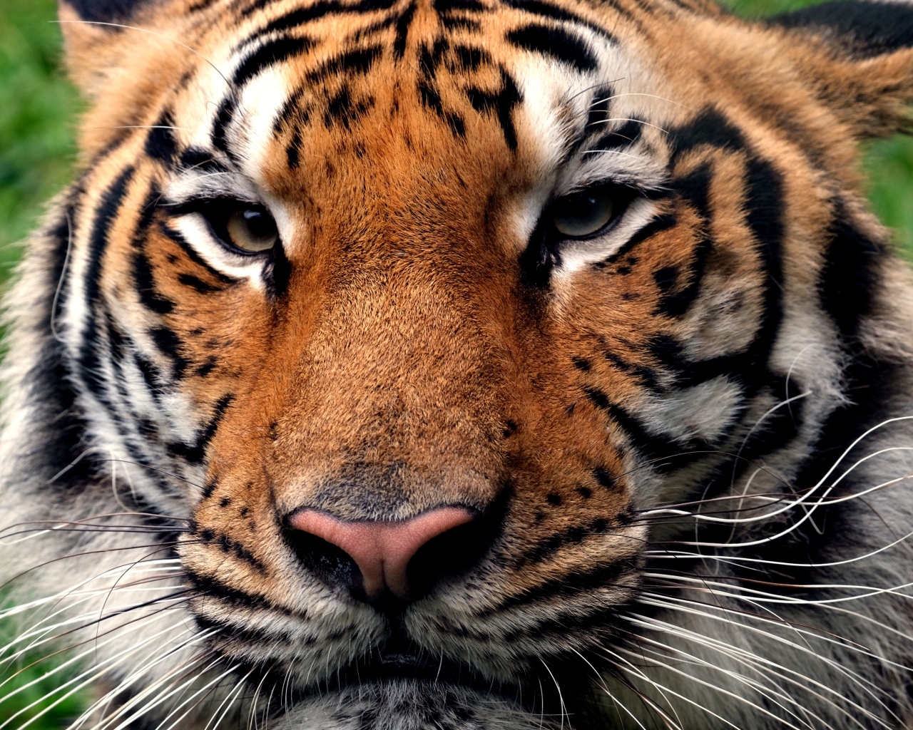 Серьезная морда полосатого тигра