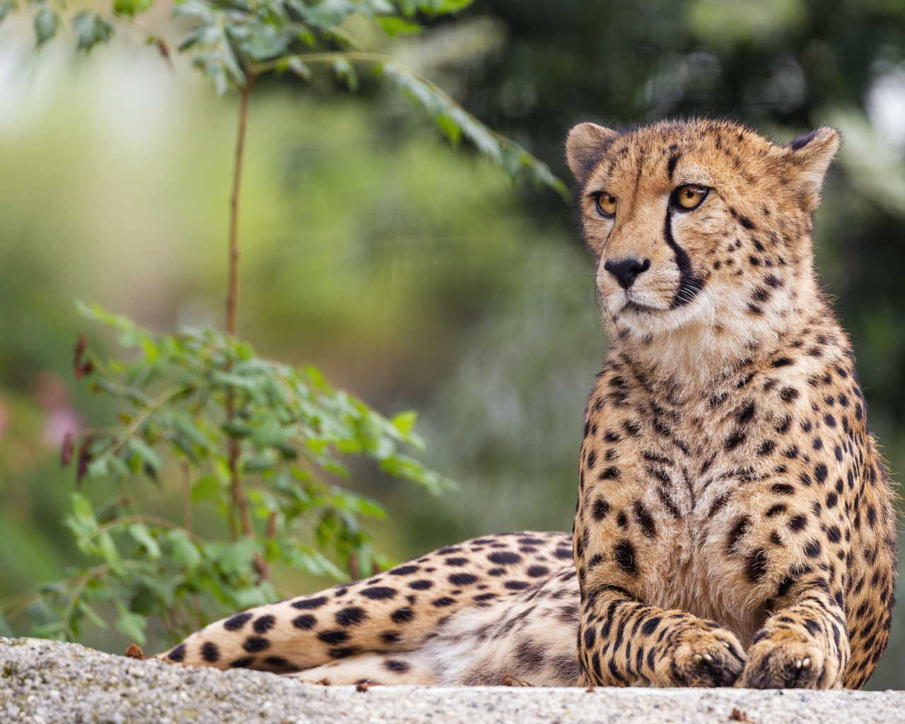 Пятнистый гепард лежит на камне