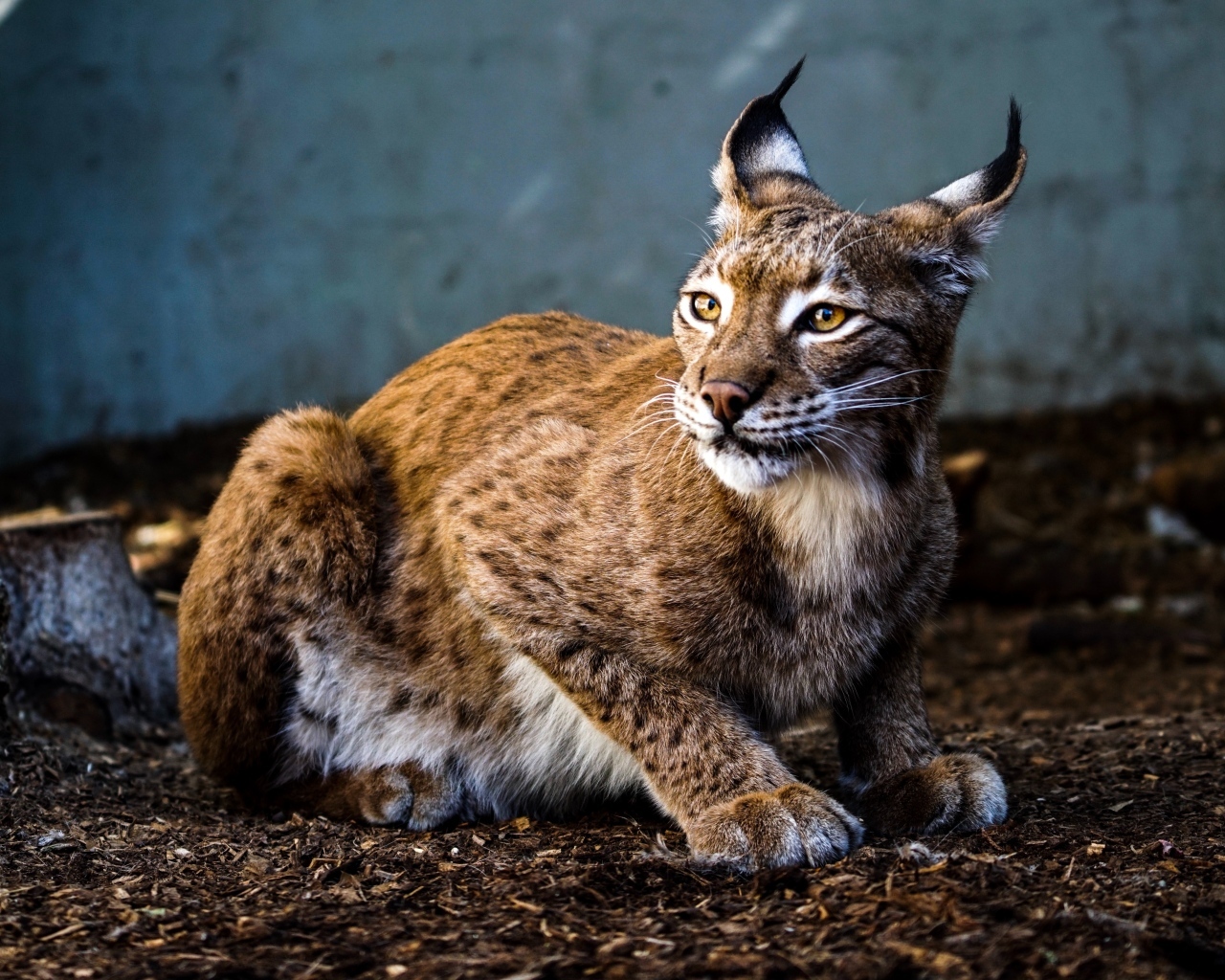 Пятнистая рысь с красивыми ушами