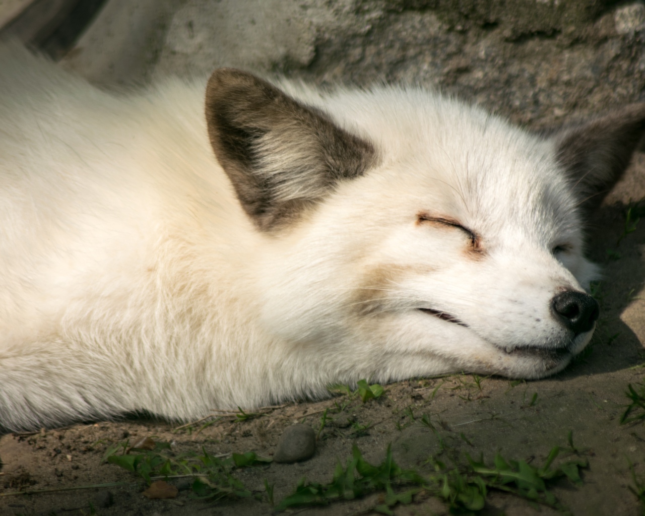 Красивая белая лиса спит на земле