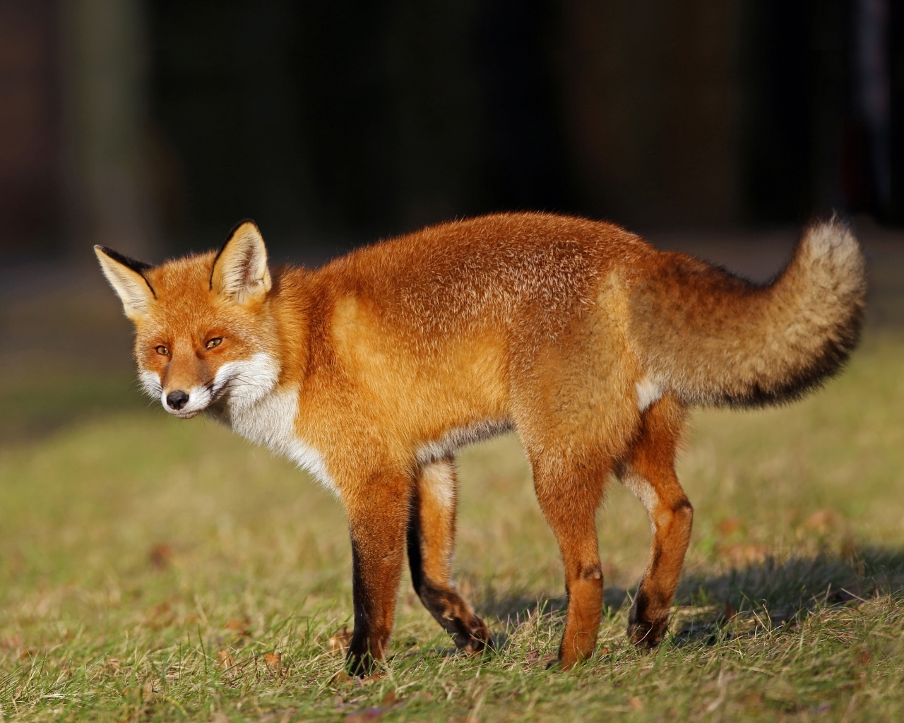 Рыжая лиса идет по зеленой траве