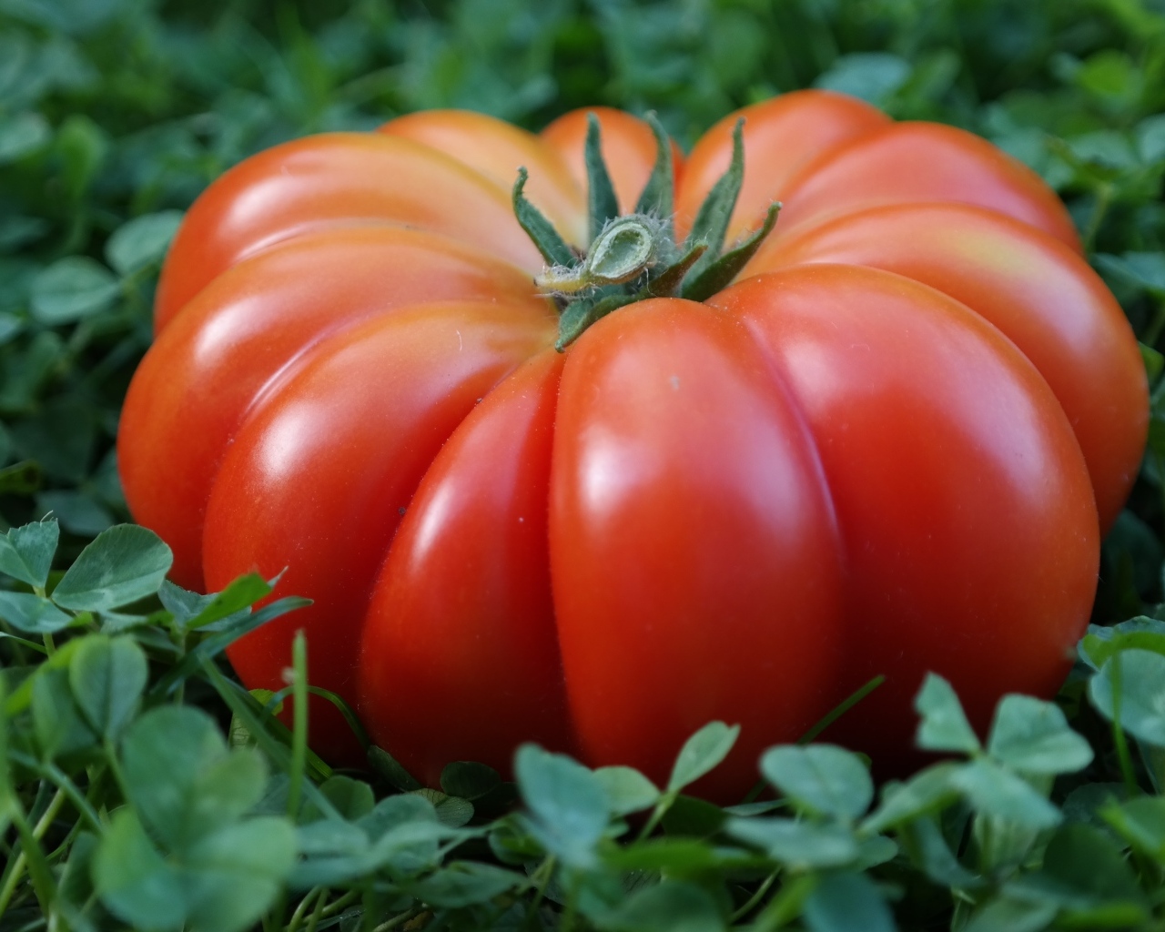 Огромный красный помидор лежит на зеленой траве