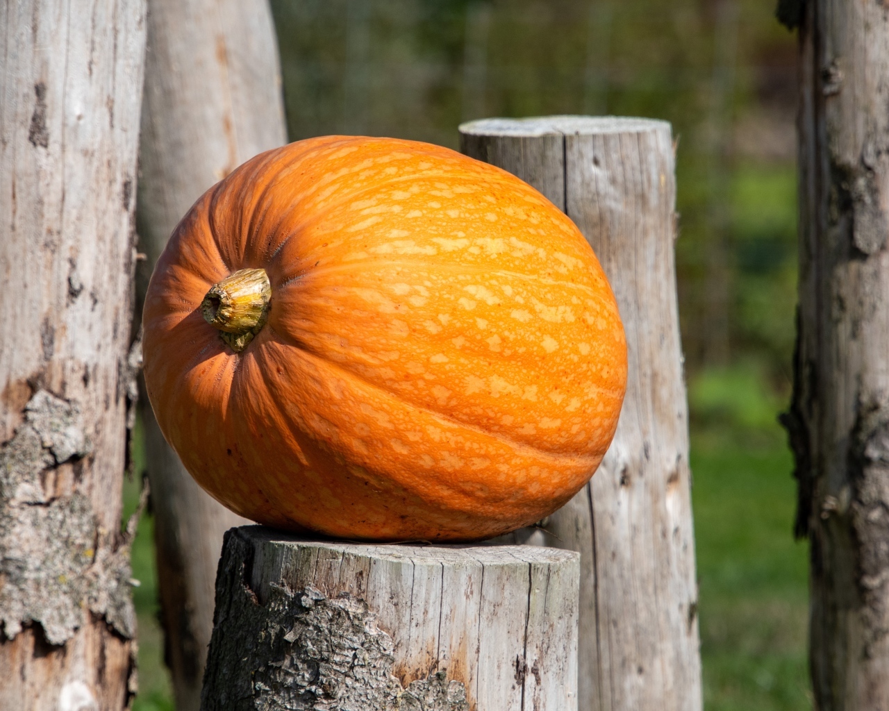 Большая оранжевая тыква лежит на деревянном пне