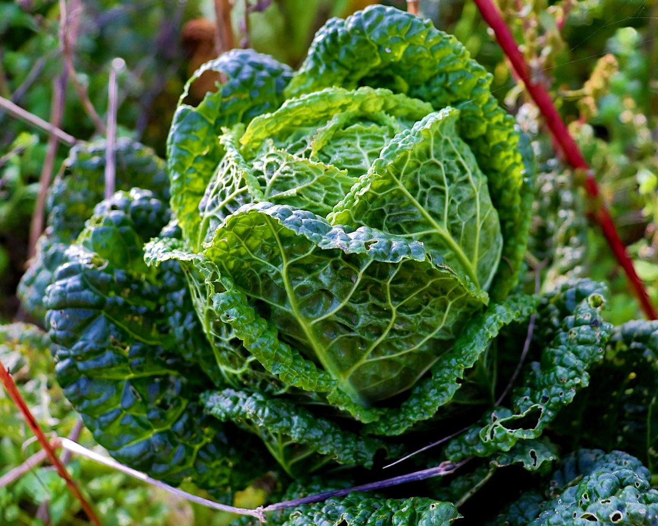 Капуста растет на грядке